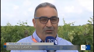 Peronospora intervento presidente Copagri Taranto Erminio Campa al TgrRai Puglia 140623 [upl. by Anivle850]