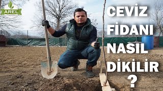 CEVİZ FİDANI NASIL DİKİLİR [upl. by Aicilef]