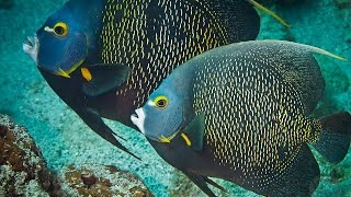 Cozumel Mexico Diving French Angelfish [upl. by Rehptosirhc]