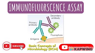 Immunofluorescence assay Video I Direct and indirect Immunofluorescence assay [upl. by Lethia]