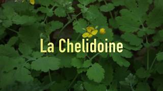 La Chélidoine comment vous débarrasser de vos verrues gratuitement [upl. by Ahasuerus941]