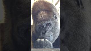 Ever Wondered What Doing Nothing Really Looks Like See This Gorilla nothing viralvideo [upl. by Attenrad]