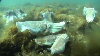 Giant Australian Cuttlefish Sepia apama Mating Behaviors [upl. by Katha]