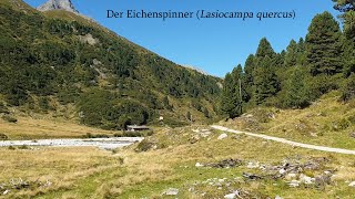 Der Eichenspinner Lasiocampa quercus [upl. by Sadler]