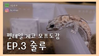 드래곤 도감  펫테일 게코 모프 설명 줄루편  레오파드 게코 크레스티드 게코 가고일 게코 도마뱀 [upl. by Yluj533]