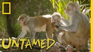 Monkeys vs the Gator Gauntlet Ep 1  Untamed with Filipe DeAndrade [upl. by Gretal973]