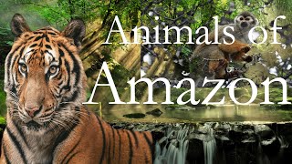 Animal of Amazon  Amazon Rainforest  Amazon Rainforest documentary [upl. by Zebedee87]