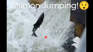 Salmon Run Salmon Jumping nature fishing livestream [upl. by Tiffy]