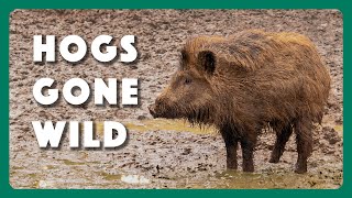 Hogs Wild Fighting the Feral Pig Problem [upl. by Tad]