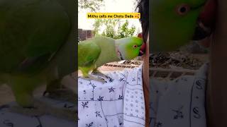 Mithu calls me Chutu Dada✨ me and my pet 🦜talkingparrot parrot parrottalking shorts [upl. by Canning]