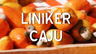 Liniker  Caju Letra [upl. by Ataymik]