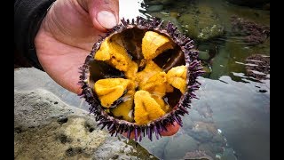 Catch and SUSHI Ep2 UNI Sea Urchin [upl. by Oirretno]