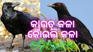 KAUTA KALA KOILI KALA ODIA KIDS RHYMES [upl. by Haiasi441]