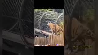 funnyvideos funnyfails hilarious Animals fart too [upl. by Atiuqahs]