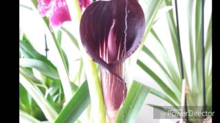 Arisaema speciosum аризема распускается [upl. by Boatwright]