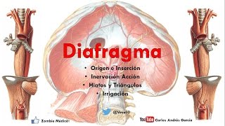 Anatomía  Diafragma Origen Inserciones Acción Irrigación Hiatos [upl. by Ramey48]