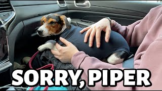 a RUFF day for Piper  Vlog 721 [upl. by Aneahs]