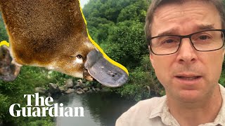 Chasing the elusive platypus in Brisbanes suburban waterways [upl. by Piper332]