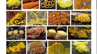 Mycology and Plant Pathology Lecture 6 Myxomycota [upl. by Trawets]