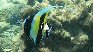 Poisson cocher de locéan Indien  Heniochus acuminatus [upl. by Allen]