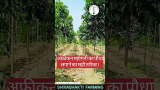 अफ्रीकन महोगनी की खेती करे 1 एकड़ से 2 करोड़ की कमाई shivashakti shortvideo shorts [upl. by Suraved]