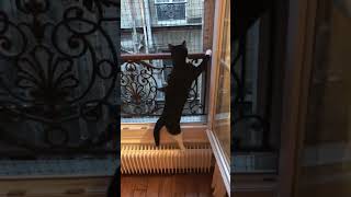 L’un de mes moments préférés 😻 chat appartement sécurité [upl. by Girovard721]