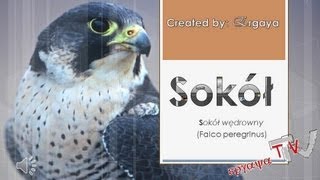 Sokół wędrowny Falco peregrinus odgłosy [upl. by Lomasi]