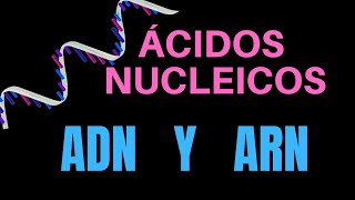 ÁCIDOS NUCLEICOS ADN Y ARN [upl. by Delphina577]