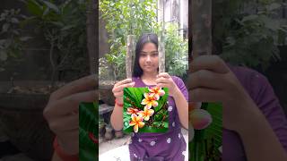 কাঠগোলাপ গাছের ডাল থেকে চারা বানানো সহজ।Rubra tricolor plumeria। shorts garden plants green [upl. by Adaynek279]