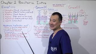 Cell Wall of Bacteria Infectious Disease Ch1 P3 [upl. by Tocci649]