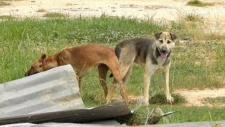 Great VillageDogs Shepherd Meeting Belgian Malinois At Field Near Green Field near home [upl. by Ojoj]