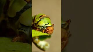 Caterpillar is eating leaf 🍃🐛 insects [upl. by Atteselrahc725]