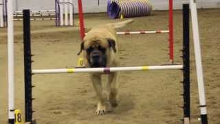 Mastiff Competing At Dog Agility [upl. by Koslo]