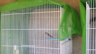 Breeding European Goldfinch Outdoor setup [upl. by Iretak411]