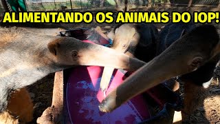 ALIMENTANDO OS ANIMAIS DO INSTITUTO ONÇAPINTADA  TIAGO JÁCOMO [upl. by Arihday903]