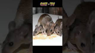 CAT TV  Mouse Sounds for Cats Shorts CatTV MouseSounds [upl. by Beker]