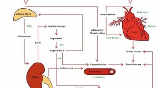 Using Aldosterone Antagonists to manage heart failure [upl. by Donald422]