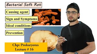 Bacterial soft rot disease in plants [upl. by Dilaw]