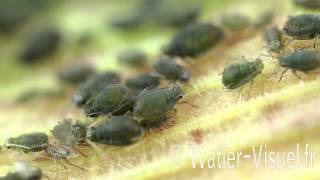 Pucerons bicolores des céréales Rhopalosiphum padi sur Maïs [upl. by Aisinoid]