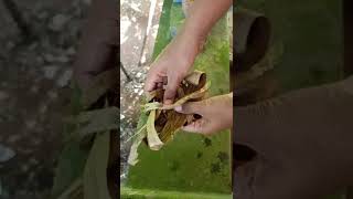 how to make live food for GuppyMolly FishPlaty FishMalayalam shorts guppy [upl. by Aicyla]