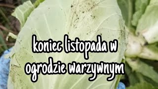 ogród warzywny w listopadzie [upl. by Aiynot]