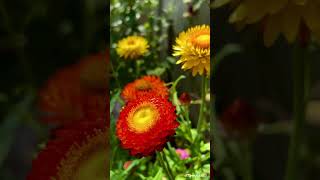 Helichrysum Bracteatum Everlasting Flower in my Garden Toronto 蜡菊花 20240918 [upl. by Arral]