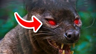 ❗ESTE ANIMAL ES CONSIDERADO UN DEMONIO  FOSSA [upl. by Amlet]