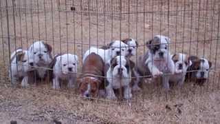 Dog pile English Bulldog puppies sleeping [upl. by Notsae]