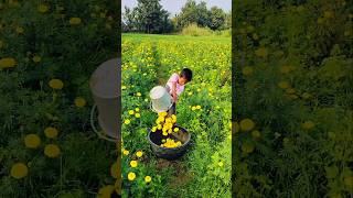 flowers banthi shorts agriculture farmer [upl. by Kciredec]