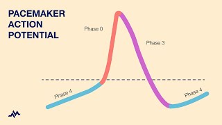 Pacemaker Action Potential [upl. by Dyl]