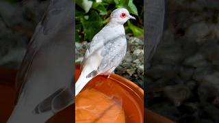 The diamond dove Geopelia cuneata birds bird animals nature [upl. by Nered]