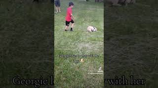 Georgie The Malshipoo Loves to Play with Her Boy [upl. by Aliza]