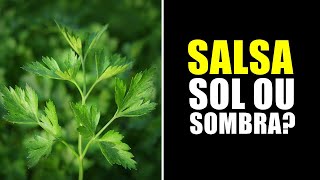 SALSA GOSTA DE SOL OU SOMBRA [upl. by Neve]