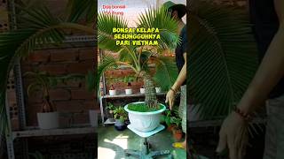 bonsai kelapa inspirasibonsai [upl. by Brine]